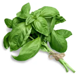 bazylia-pospolita-aromatyczna-przyprawa-nasiona-ziol-warzyw