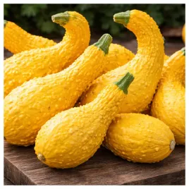 dynia-zwyczajna-ozdobna-yellow-crookneck-nasiona-warzyw