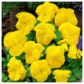 bratek-wielkokwiatowy-zolty-nasiona-kwiatow-roslin-ozdobnych