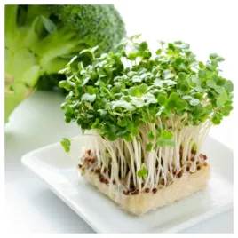 brokul-na-kielki-nasiona-duze-opakowanie-zrodlo-witamin-latwa-uprawa