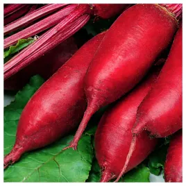 burak-podluzny-cwiklowy-opolski-nasiona-warzyw