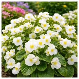 begonia-stale-kwitnaca-biala-zielone-liscie-nasiona-kwiatow