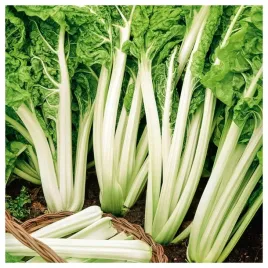 burak-lisciowy-zielony-lucullus-odporny-wysoka-jakosc-nasiona-warzyw