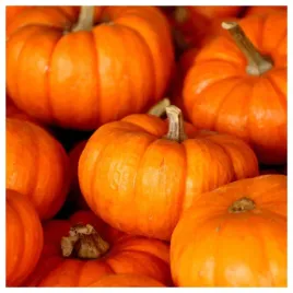 dynia-ozdobna-miniaturowa-sweetie-pie-uroczy-akcent-jesieni-nasiona