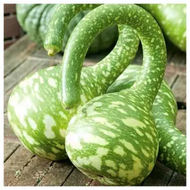 dynia-ozdobna-tykwa-pospolita-cobra-nasiona-premium