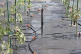 system-do-nawadniana-gardenline-rig5072-marka-gardenline-waga-z-opakowaniem-3-kg-kod-producenta-rig5072