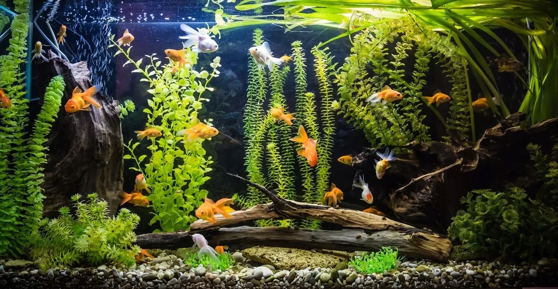 swietlowka-aqualed-11-w