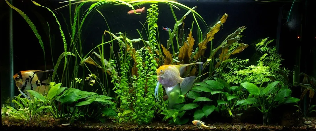 diody-led-aqualed-26-w