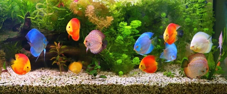 swietlowka-led-plant-red-do-roslin-akwarium-50cm-zawiera-baterie-nie