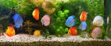 swietlowka-led-plant-red-do-roslin-akwarium-50cm-zawiera-baterie-nie