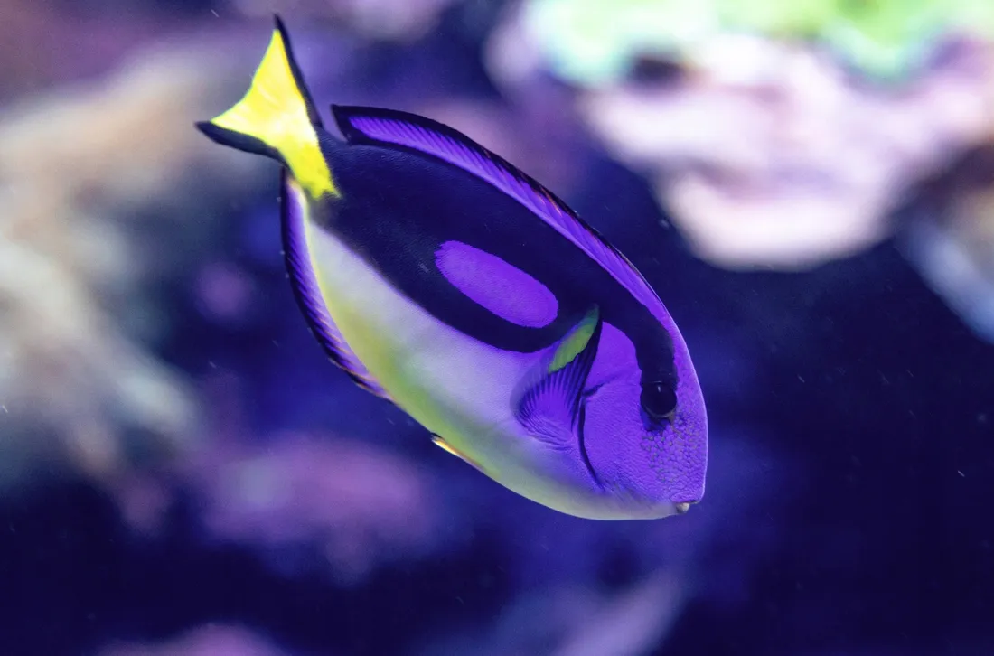 diody-led-aqualed-4-w