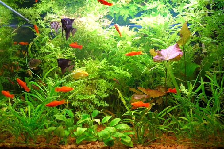 40cm-oswietlenie-led-do-akwarium-swietlowka-lampa-fiolet-uv-marka-aqualed-rodzaj-oswietlenia-diody-led