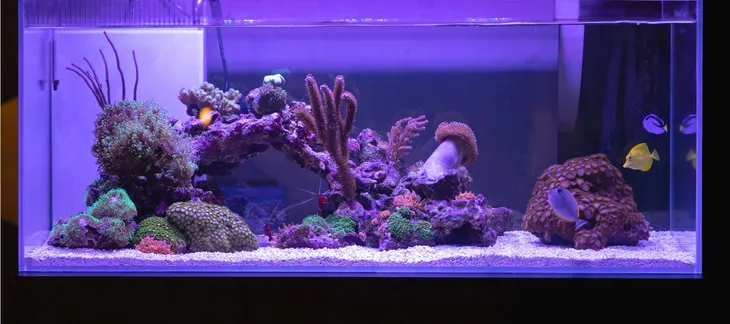 40cm-oswietlenie-led-do-akwarium-swietlowka-lampa-fiolet-uv-marka-aqualed-dlugosc-40-cm