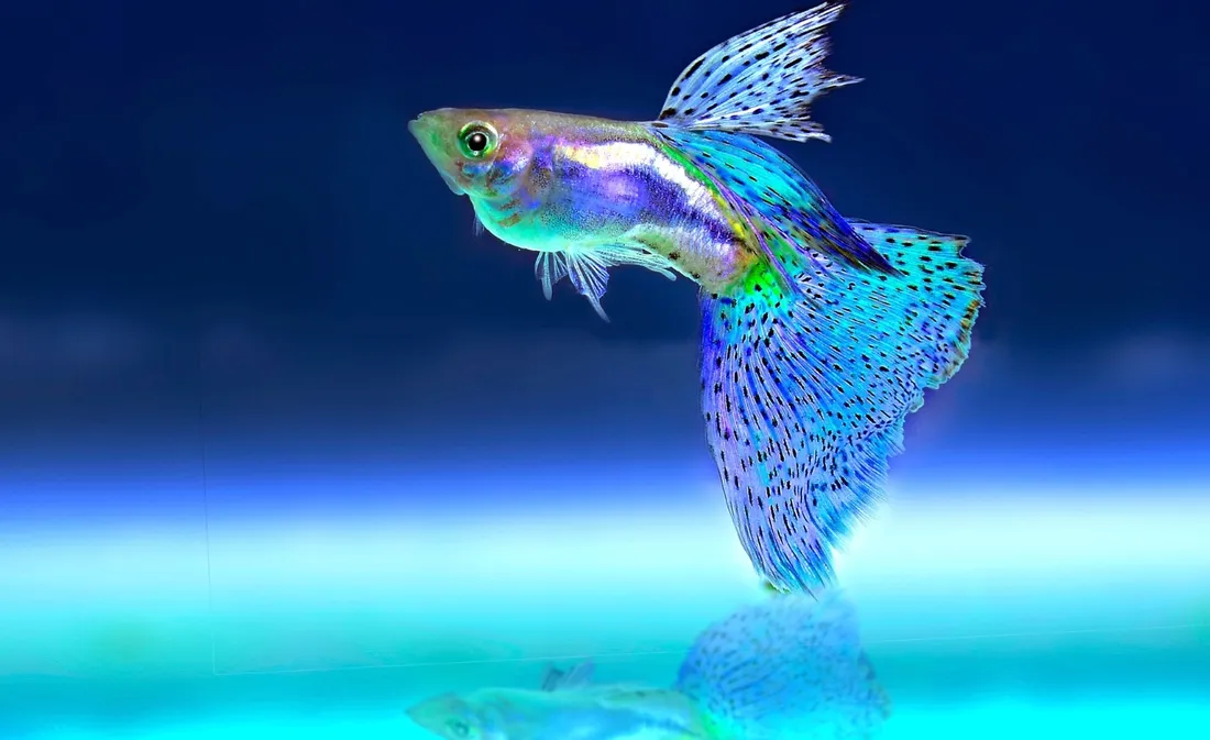 diody-led-aqualed-1-w