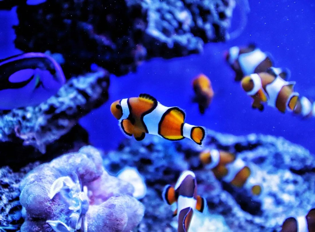 diody-led-aqualed-1-w