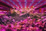 oswietlenie-led-plant-wzrost-roslin-20cm-grow-3-1-rodzaj-oswietlenia-panel-led