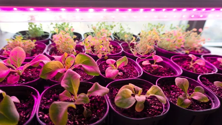 oswietlenie-led-plant-wzrost-roslin-20cm-grow-3-1-typ-oswietlenia-grow