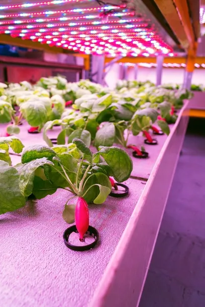 oswietlenie-led-plant-wzrost-roslin-20cm-grow-3-1-kod-producenta-5903726320924-maksymalna-moc-2-w
