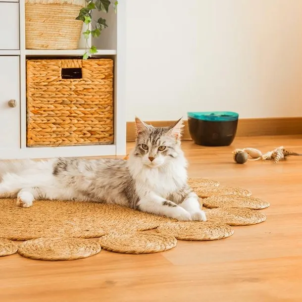 poidlo-cecotec-plastik-2-ml-pojemnosc-2-ml-nazwa-handlowa-dozownik-wody-dla-zwierzat-cecotec-2l