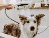 hansgrohe-dogshower-26640700-sluchawka-prysznicowa-kolor-bialy-linia-dogshower