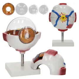 model-anatomiczny-galki-ocznej-czlowieka-w-powiekszeniu-nauka-anatomii