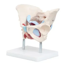 miednica-czlowieka-kobiety-z-organami-i-miesniami-model-anatomiczny-1-1-3d