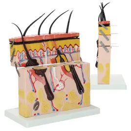 model-anatomiczny-warstwy-skory-czlowieka-w-przekroju-nauka-anatomii-3d