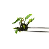 microsorium-pteropus-in-vitro-rosliny-akwarium-wysokosc-minimalna-1-cm
