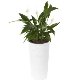 doniczka-tworzywo-sztuczne-bialy-lamela-25-cm-x-25-x-465-cm