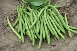 vilmorin-fasola-contender-szparagowa-karlowa-zielona-siew-zbior-50dni