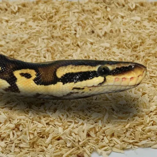chipsi-snake-podloze-dla-weza-2kg-lignocel-waga-z-opakowaniem-2-2-kg