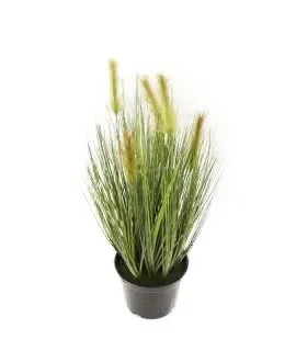 roslina-dekoracyjna-trawa