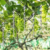 spirale-na-golebie-odstraszacz-szpaki-jaskolki-3sztuki-kretliki-kolorowe-rodzaj-odstraszacz