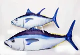 poduszka-maskotka-pluszak-gaby-ryba-tunczyk-66cm-marka-gaby