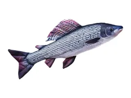 maskotka-gaby-ryba-lipien-65-cm