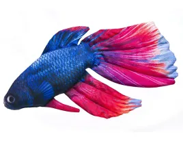 poduszka-maskotka-pluszak-gaby-ryba-bojownik-syjamski-53cm