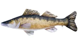 poduszka-maskotka-pluszak-gaby-ryba-sandacz-77cm