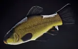 poduszka-maskotka-pluszak-gaby-ryba-lin-62cm-wiek-dziecka-3-lata