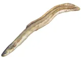 poduszka-maskotka-wegprz-115-cm