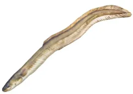 poduszka-maskotka-wegprz-115-cm