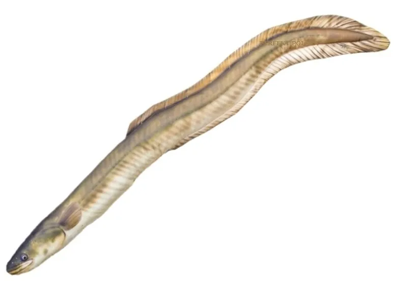 poduszka-maskotka-wegprz-115-cm