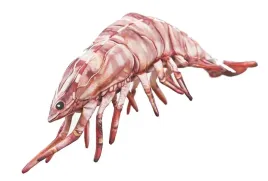 gaby-pluszak-zabawka-poduszka-krewetka-tyg-70cm