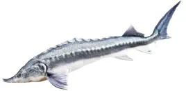 gaby-pluszak-ryba-zabawka-poduszka-jesiotr-bieluga-140-cm