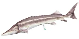 jesiotr-sterlet-acipenser-ruthenus-poduszka-maskotka-ryba-60cm