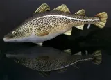 poduszka-maskotka-pluszak-gaby-ryba-karp-61cm-waga-z-opakowaniem-0-5-kg