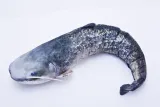 poduszka-maskotka-pluszak-gaby-ryba-karp-61cm-szerokosc-produktu-61-cm