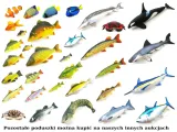 poduszka-maskotka-pluszak-gaby-ryba-barrakuda-110cm-certyfikaty-opinie-atesty-en-71