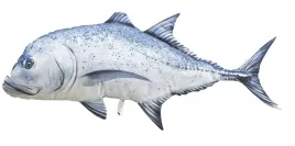 gaby-pluszak-ryba-zabawka-poduszka-karanks-100cm