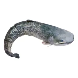 poduszka-ryba-gaby-maskotka-sum-europejski-200-cm