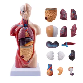model-ludzkiego-ciala-torso-z-wyjmowanymi-organami-narzedzie-edukacyjne